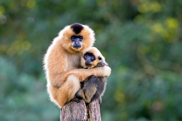 Der Südliche Gelbwangengibbon oder auch Südlicher Gelbwangen-Schopfgibbon.