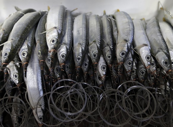 In this Wednesday, July 2, 2014 photo, freshly caught ballyhoo, caught off the Florida Keys, are piled up to be sold as bait at Key Largo Fisheries Inc. in Key Largo, in the Florida Keys. Federal offi ...