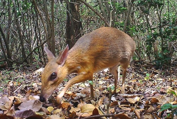 In this Jun. 21, 2018, photo, a silver-backed chevrotain is captured by camera trap in an undisclosed forest in south central Vietnam. The species, commonly known as Vietnamese mouse deer, was redisco ...