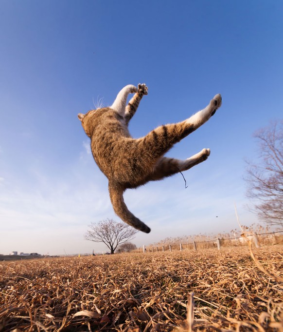 Katzen, die springen 

http://imgur.com/gallery/G2cmK