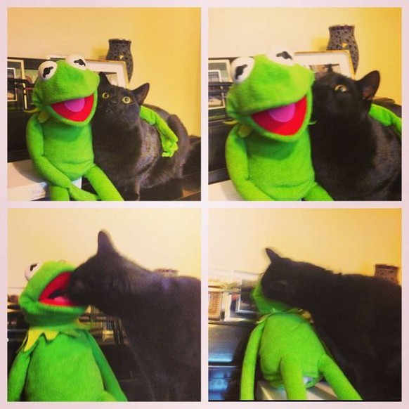 Kermit und Katze
Cute News
https://i.imgur.com/NwoXecd.jpg
