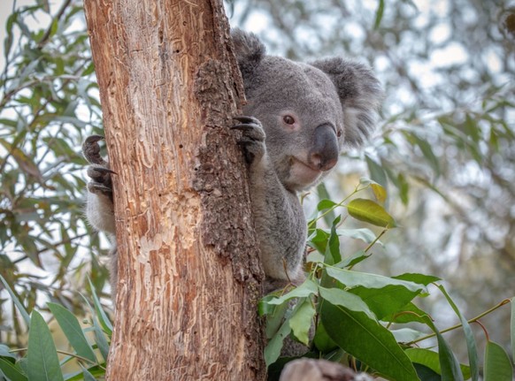 Der Zürcher Zoo verliert auch seinen zweiten männlichen Koala: Milo starb an einer Infektion mit Retroviren.