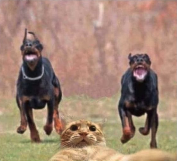 Selfie Katze mit Hunden
https://funnyfoto.org/animal-tweets-23-funny-pics/13/