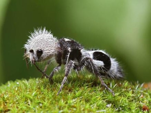 Panda Ant, Ameisenwespe Euspinolia militaris