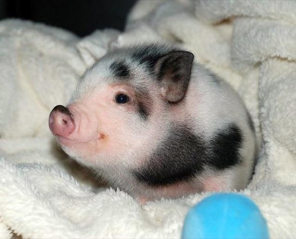Kleines Baby Schwein