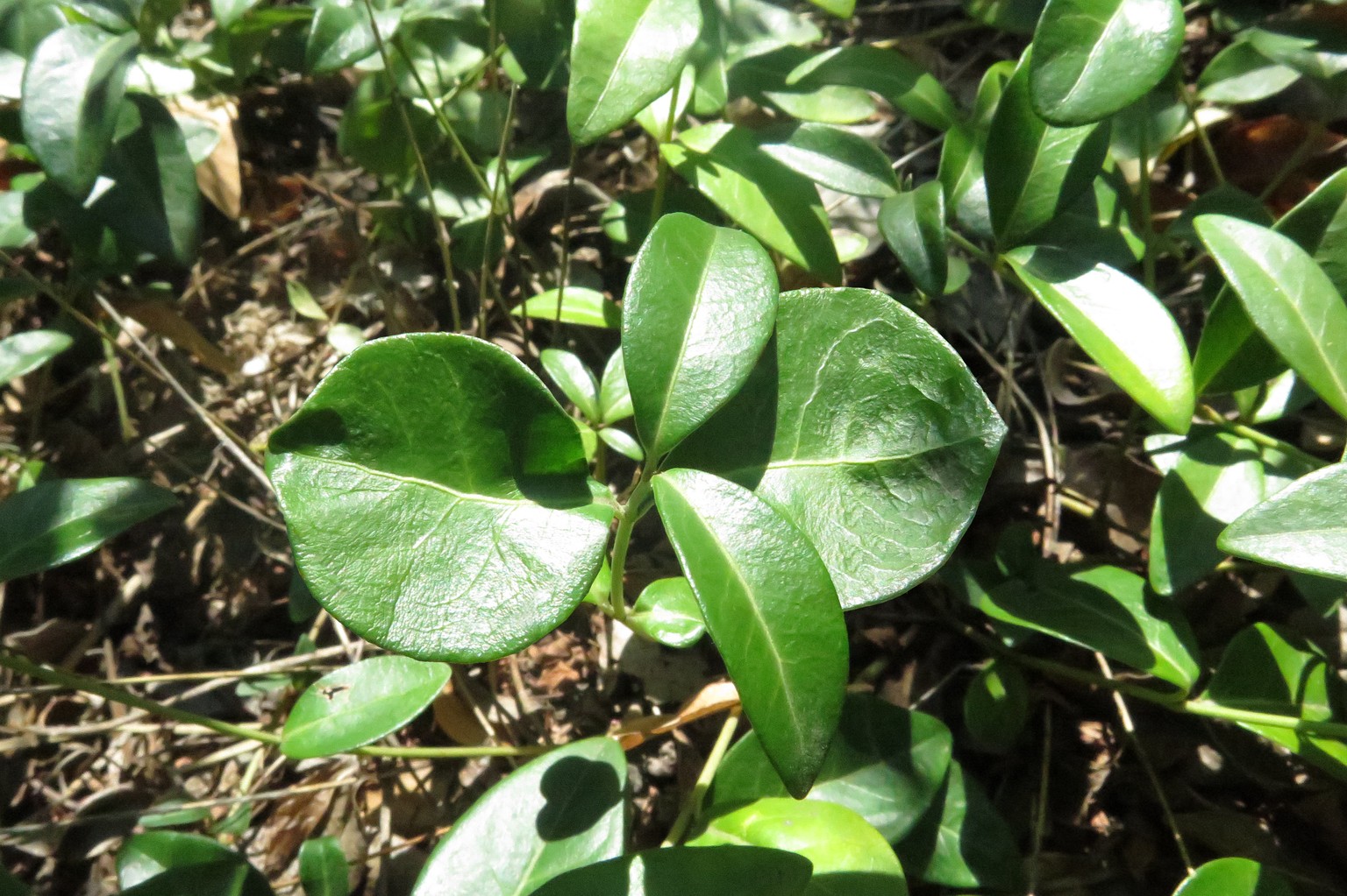 Polytepalum radians – eine Pflanze, die von Strahlung lebt?
