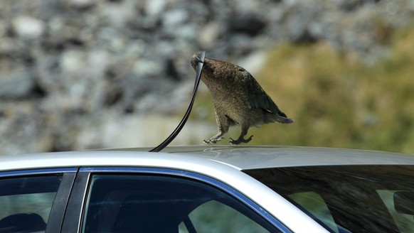 Kea Vögel Bird Neuseeland