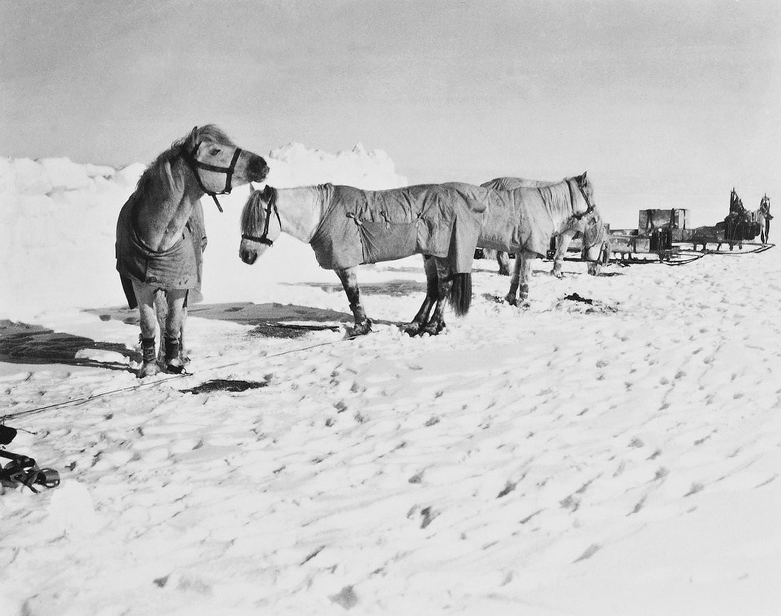 Bei jedem Lager wurden Schutzwälle für die Ponys errichtet, denn sie litten stark unter dem eisigen Wind.