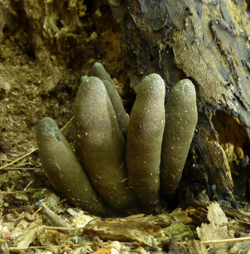 Dead man&#039;s fingers Xylaria polymorpha pilz funghi https://nhgardensolutions.wordpress.com/tag/dead-mans-fingers/