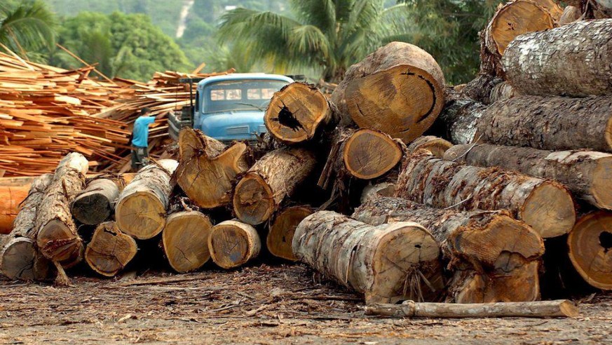 Abgeholzt: Die Zerst