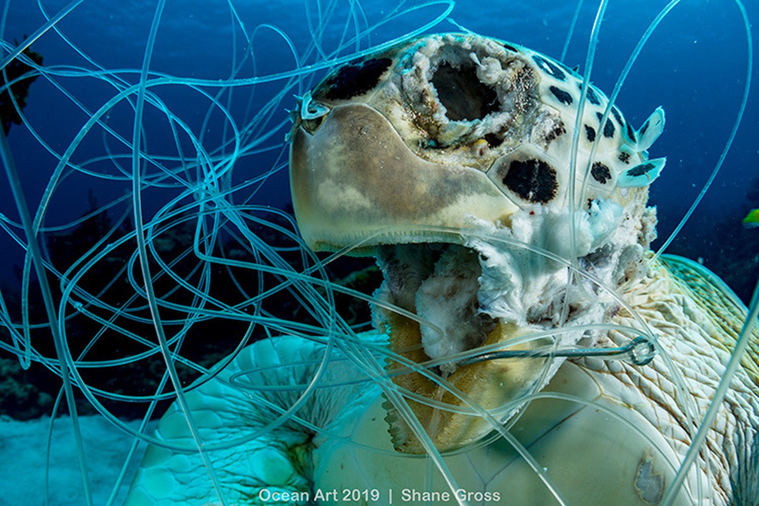 Dead green sea turtle (Chelonia mydas) hooked and tangled in fishing line as bycatch. Image made in The Bahamas.
