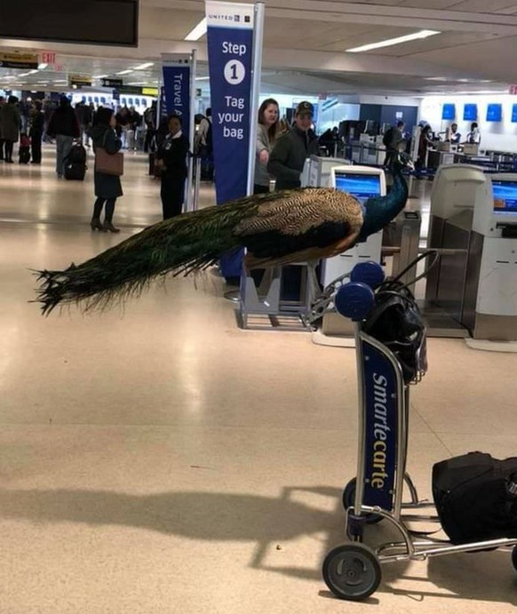 Pfau an einem Flughafen
Cute News
https://i.imgur.com/H89bU.gif