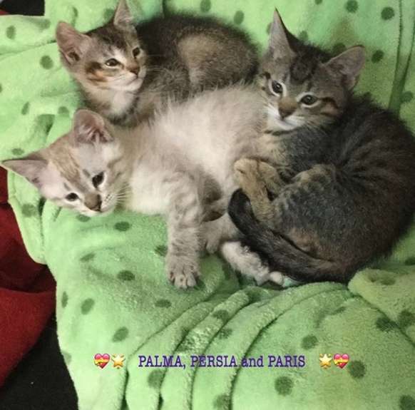Katzen
https://www.instagram.com/p/Bc4J_NPlqzY/?taken-by=foster_kitten_tails