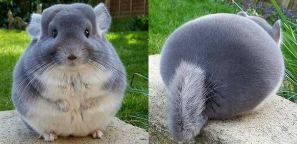 PS: Es ist ein Chinchilla.