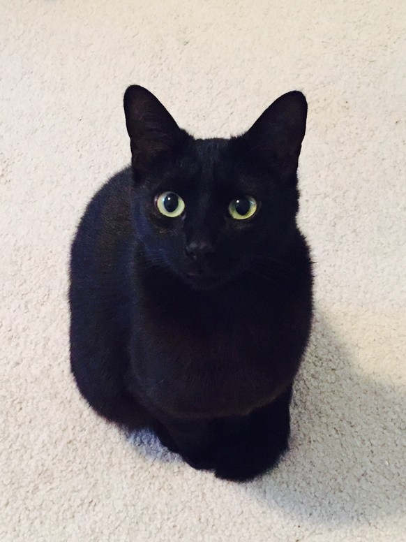 Schwarze Katze sitzt da und schaut hoch