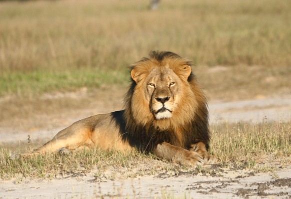 Dieser Löwe wurde vor rund einem Monat durch einen Zahnarzt erschossen.