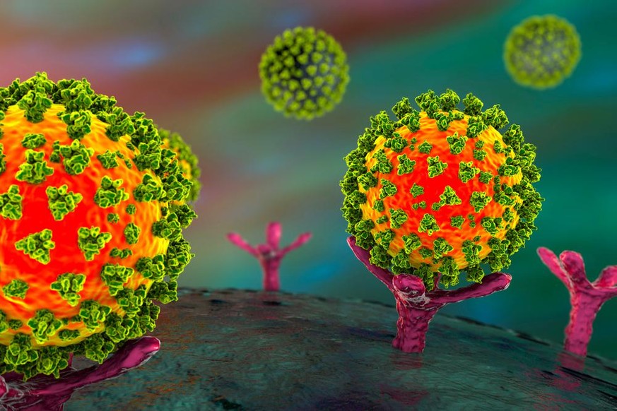 SARS-CoV-2-Viren, die an ACE-2-Rezeptoren an einer menschlichen Zelle binden, das erste Stadium der COVID-19-Infektion, konzeptionelle 3D-Abbildung