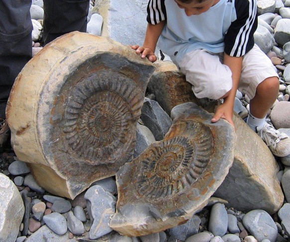 Ein Fossil in einem Stein.