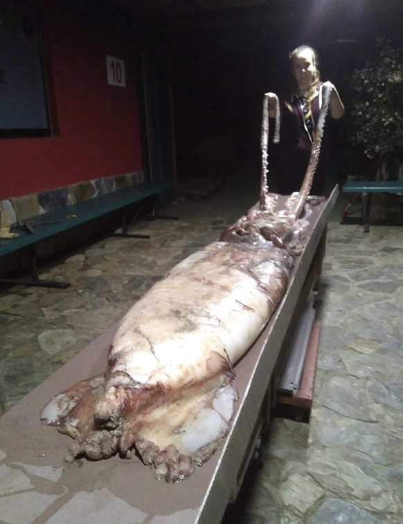 epa05576412 Handout photograph released on 08 October 2016 by Coordinating Commitee for Study and Protection of Marine Life (CEPESMA) showing a 105-kilo baby giant squid found by residents on the Bare ...