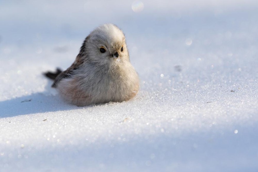 Schwanzmeise Cute News Tier der Woche