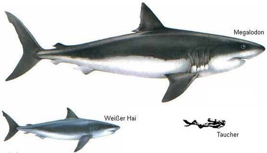 Gigantischer Raubfisch: Ein Megalodon im Grössenvergleich mit einem Weissen Hai und einem Menschen. &nbsp;