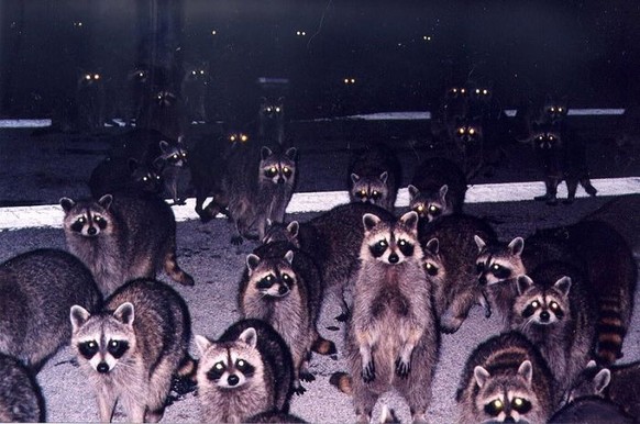 Waschbär, gruselig
Cute News
https://1funny.com/lots-of-raccoons/