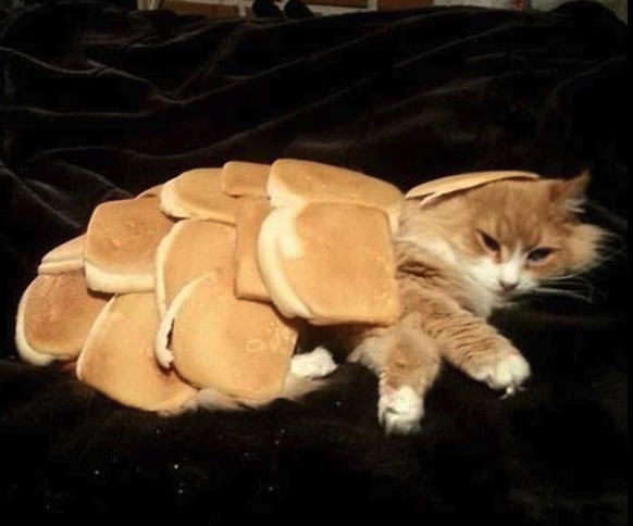 Katze mit Brot zugedeckt
Cute News
https://imgur.com/gallery/Vjk96