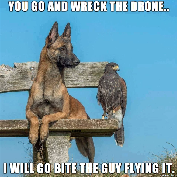 Übersetzung: «Du holst die Drohne runter und ich beiss' den Typen, der sie steuert.»