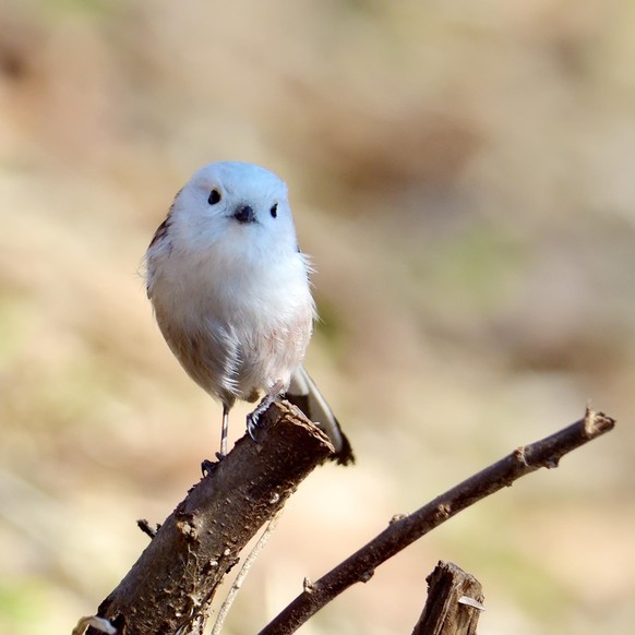 Schwanzmeise Cute News Tier der Woche