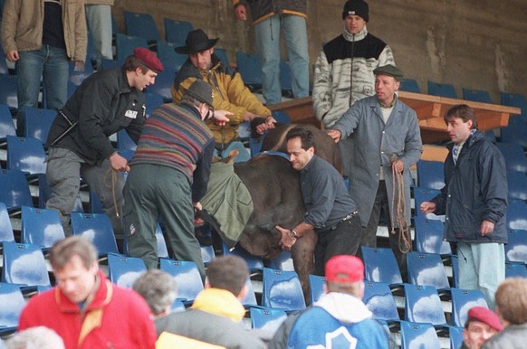 Maradona Police and supporters of the FC Zurich try to catch a bull on the stand of the Letzigrund stadium in Zurich, Switzerland, before the kick-off of the Swiss Premier League soccer game FC Zurich ...