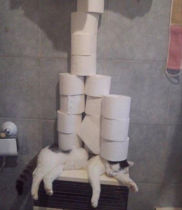 Katze schläft unter Toilettenpapier