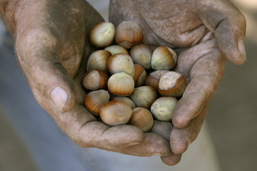 In this photo taken on Aug. 28, 2007, Tom Peter, is a hazel nut farmer near Canby, Ore, holds a handful of nuts. A frost that damaged the hazelnut crop in Turkey might be a boon to growers in Oregon — ...