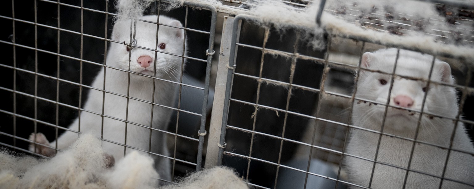 FILE - In this file photo dated Friday Nov. 6, 2020, mink look out from a pen at a farm near Naestved, Denmark. Danish Prime Minister Mette Frederiksen has appointed Thursday Nov. 19, 2020, a new agri ...