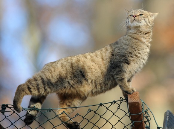 Pro Natura hat die Europäische Wildkatze zum Tier des Jahres 2020 erkoren. (Archivbild)