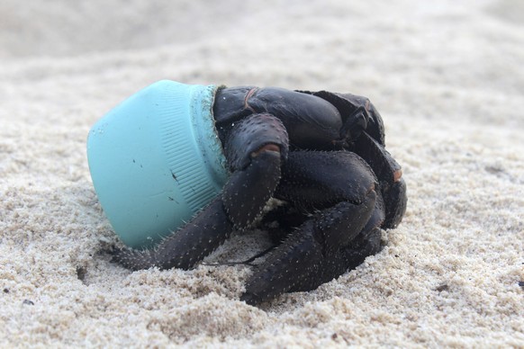 In this 2015 photo provided by Jennifer Lavers, a crab uses as shelter a piece of plastic debris on the beach on Henderson Island. When researchers traveled to the tiny, uninhabited island in the midd ...