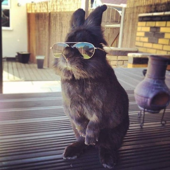 Kaninchen mit Sonnenbrille
Cute News