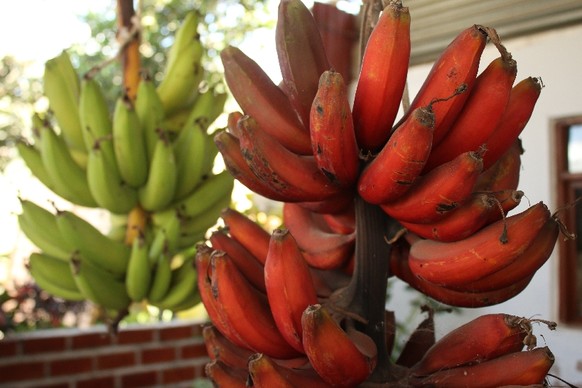 R wie Rote Bananen: Man findet Früchte, von denen man noch nie gehört hat.