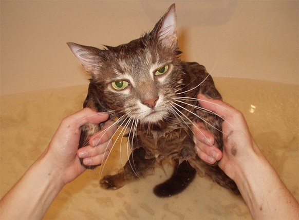 Katze ist nicht erfreut darüber, dass sie gebadet wurde.
http://imgur.com/gallery/xL2MV
