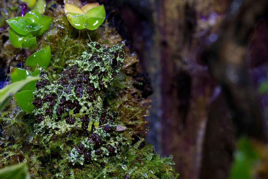 Vietnamesischer Moosfrosch (Theloderma corticale) im Tierporträt der Woche bei den Cute News auf watson.ch