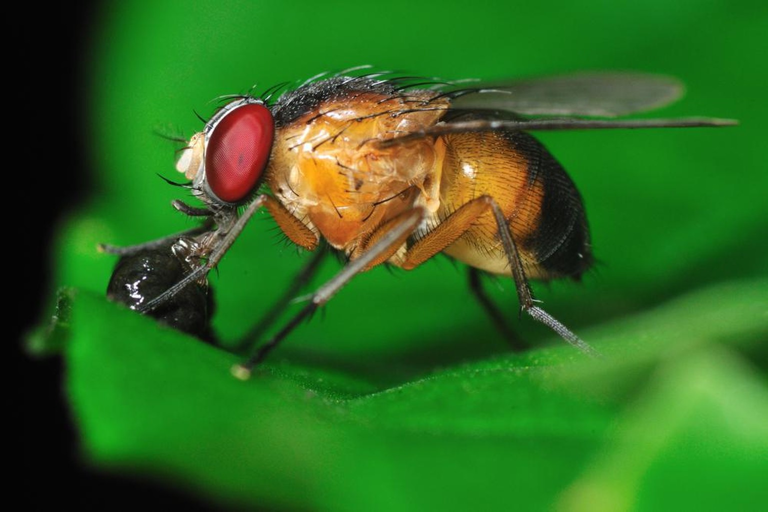 Fruchtfliegen, Taufliegen, Essigfliegen (Drosophila)