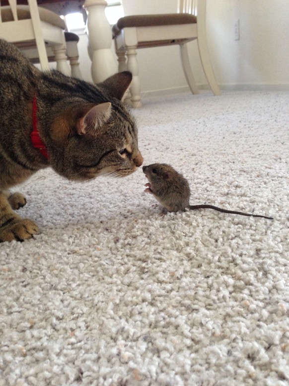 Katze und Maus
https://imgur.com/gallery/W7Otuya
