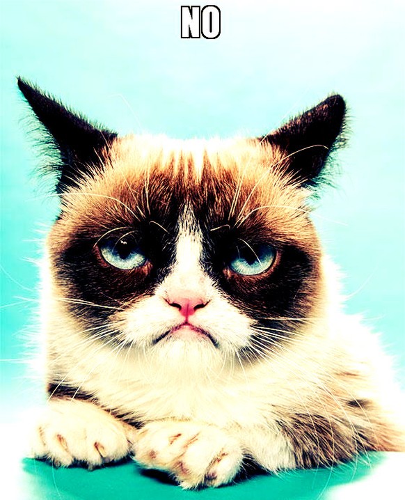 Grumpy Cat ist eine Berühmtheit – und ihre Besitzerin ist durch sie reich geworden.