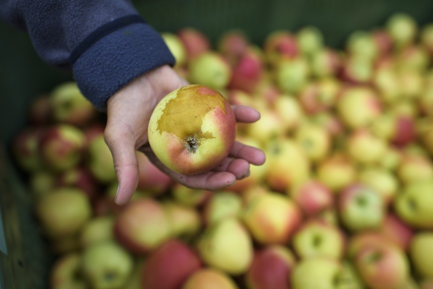Ein Apfel mit Frostschaden der Sorte Kanzi, bei der Apfelernte, am Donnerstag, 28. September 2017, in Egnach. Die Frostnaechte von Anfang Jahr setzen den Obstbauern zu. Die Ernte ist so schlecht wie s ...