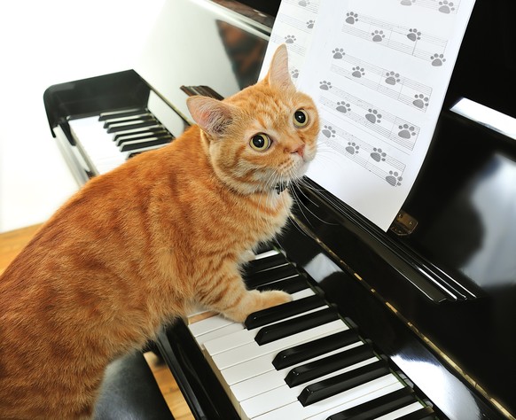 klavierspielende Katze
https://www.shutterstock.com/download/success
