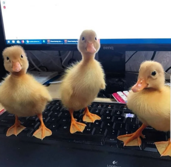 Enten auf Laptop