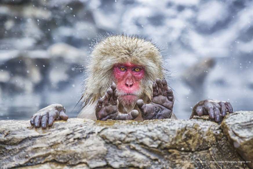 The Comedy Wildlife Photography Awards 2019
Pablo Daniel FernÃ¡ndez
Barcelona
Spain

Title: What are you looking for
Description: What I am showing in this portfolio is the reaction because of my pres ...