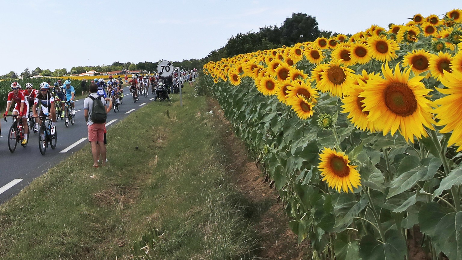 The pack passes a field with sunflowers during the first stage of the Tour de France cycling race over 201 kilometers (124.9 miles) with start in Noirmoutier-en-L&#039;Ile and finish in Fontenay Le-Co ...