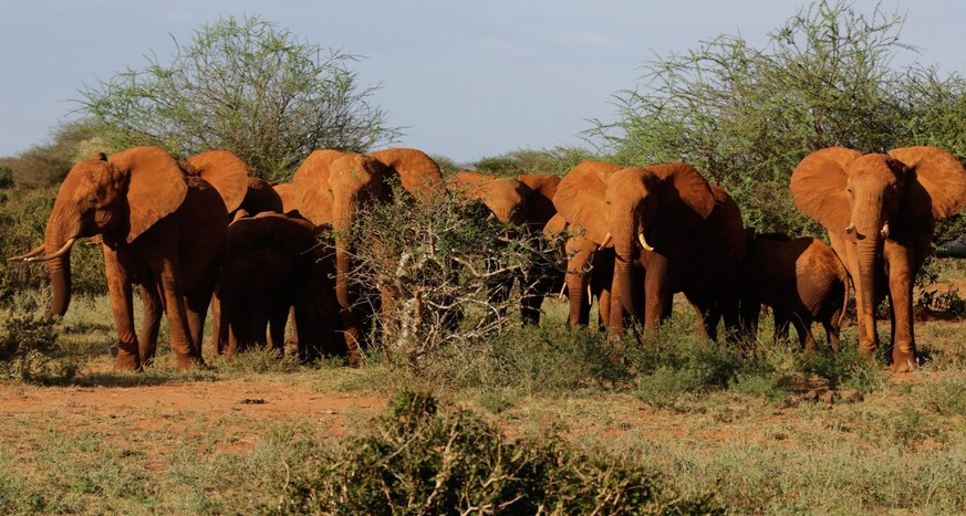 epa05213330 A family of elephants during an elephant collaring operation in Tsavo East National Park, approximately 337km south east from Nairobi, Kenya, 15 March 2016. KWS and Save The Elephants (STE ...