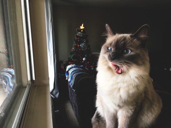 Katze, Weihnachten
https://imgur.com/gallery/ev0P3Ln