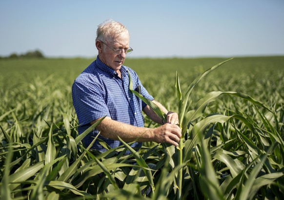 In this July 12, 2018 photo, farmer Don Bloss examines a tall sorghum plant in his field in Pawnee City, Neb. Farmers and agricultural economists are worried that president Donald Trump’s trade, immig ...